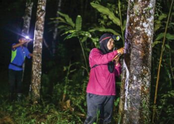 NOR Azurim Mat Isa dan suaminya, Mohd. Solihi Dzakaria menoreh getah pada tengah malam di kebun mereka di Kampung Bongor, Gerik. – UTUSAN/MUHAMAD NAZREEN SYAH MUSTHAFA