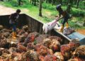 HLIB Research mengekalkan saranan ‘beli’ terhadap saham KLK dengan harga sasaran lebih tinggi pada RM24.65 sesaham.