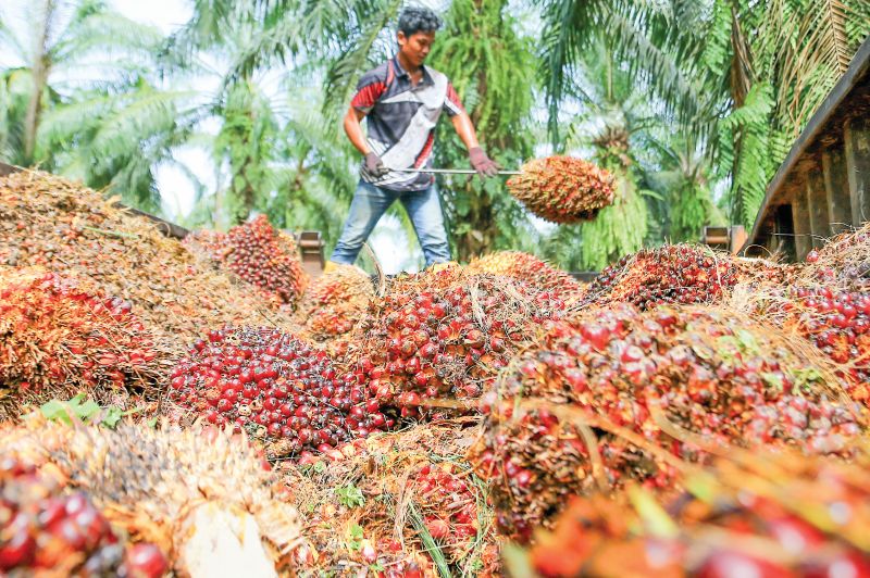 MSM dijangka melebihi paras RM4,000 setan hingga Mac 2026