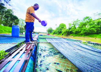 INDUSTRI ikan patin di Temerloh, Pahang diperkukuh melalui pelaksanaan pensijilan halal oleh Jabatan Agama Islam Pahang.