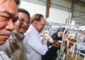 ANWAR Ibrahim memberi minum susu kepada anak lembu ketika hadir pada Karnival Usahawan Tenusu Madani Memacu Revilusi Pertanian Modem Menjana Ekonomi Rakyat di Kompleks Tenusu Farm Fresh, Larut, Perak, semalam. - FOTO/MUHAMAD NAZREEN SYAH MUSTHAFA