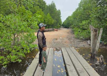 MOHAMAD Noor Azlan Yahya menunjukkan hutan paya bakau lokasi bapanya sering mencari siput belitung di Sungai Tuntung, Pantai Remis, Perak. - UTUSAN/AIN SAFRE BIDIN
