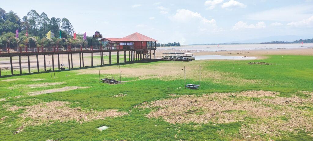 Dasar Tasik Bukit Merah tumbuh rumput