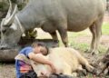 CHE TAM beristirahat bersama kerbau kesayangannya yang digelar Bantut (belakang) dan Baby (depan) di ladang kelapa sawit Felda Lepar Hilir 2, Gambang, Pahang.