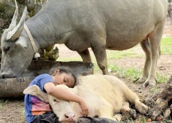 CHE TAM beristirahat bersama kerbau kesayangannya yang digelar Bantut (belakang) dan Baby (depan) di ladang kelapa sawit Felda Lepar Hilir 2, Gambang, Pahang.