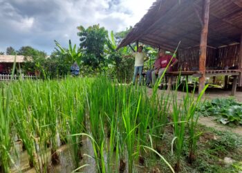 MANSOR Rejab (kanan)  menerima kunjungan Pengurus Felda Bukit Sagu 2 dan 3, Wan Mohd. Hairee Wan Ab. Razak (kiri) di sawah padi dalam kawasan inap desa miliknya di Kuantan, Pahang.