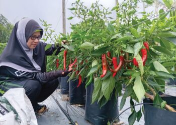 MALIMI Zakaria memetik cili di kebunnya di Kampung Kubang Panjang,
Kuala Terengganu, Terengganu. – UTUSAN/ERMA YUSNIDA JUSOH