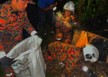 ANGGOTA Bomba Sukarelawan Guchil berusaha menangkap anak ular sawa yang baru menetas di Kampung Gertak Kangkong, Kuala Krai, Kelantan petang tadi-IHSAN BOMBA.