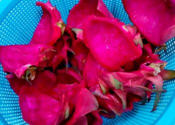 PEKTIN daripada kulit buah naga berpotensi menjadi bahan alternatif pengganti gelatin atau protein haiwan dalam industri makanan negara.
