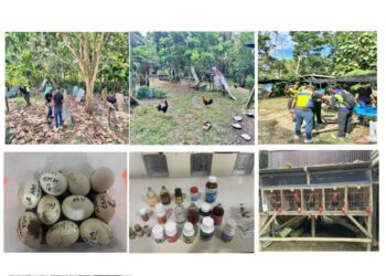 Op Manok yang dijalankan serentak di 12 lokasi sekitar Kudat, Keningau, Sandakan, Lahad Datu dan Tawau oleh Pasukan Gerakan Am Sabah. - GAMBAR/IHSAN PGA SABAH