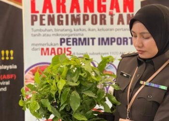 SEORANG pegawai Maqis menunjukkan sebahagian daripada anak pokok kulit kayu manis dari Taiwan yang dirampas di LTAPP, Pulau Pinang hari ini.-GAMBAR/MAQIS PULAU PINANG