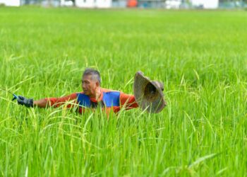 SEORANG pesawah meninjau sawah padi yang diusahakan di Kampung Bakong, Arau, Perlis. – UTUSAN/IZLIZAN OTHMAN