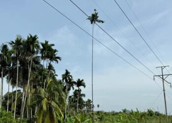 GALAH yang telah diubahsuai untuk memikat burung ditemui tersangkut pada kabel elektrik bervoltan tinggi di Kampung Bukit Tok Chom, Pendang.