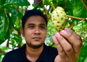 ZUKIFLI Md. Rais memetik buah mengkudu untuk diproses sebagai kopi di Kampung Beringin, Durian Tunggal, Melaka.
