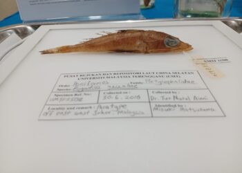 Rogadius Azizahae spesies ikan pertama ditemukan di dunia. - UTUSAN/ERMA YUSNIDA JUSOH