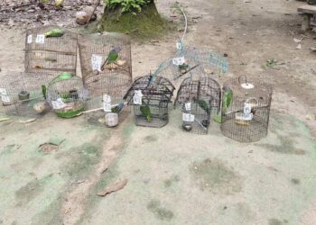 SEBAHAGIAN daripada sembilan ekor spesies burung diselamatkan Jabatan Perlindungan Hidupan Liar dan Taman Negara di Kemaman, Terengganu. -PERHILITAN