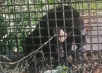 BERUANG matahari jantan yang memasuki perangkap di Kampung Bukit Besi, Dungun, Terengganu.