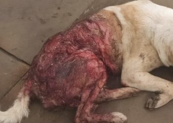 SEEKOR anjing jalanan disiat hidup-hidup di Krubong tular di media sosial dan kini dalam siasatan polis.