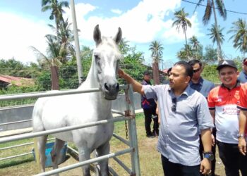 MOHD. Yusoff Mamat (kanan) melihat salah seekor kuda yang menyertai Kejohanan Kuda Lasak Peringkat Negeri Kelantan 2025 di Bachok, Kelantan. - UTUSAN/ ROHANA MOHD.NAWI