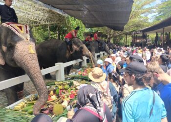 GAJAH dijamu makan buah- buahan sempena Hari Gajah Sedunia di PKGK Kuala Gandah Lancang, Temerloh, Pahang. - UTUSAN/ SALEHUDIN MAT RASAD
