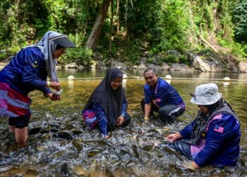 PENGUNJUNG tidak melepaskan peluang bermain bersama ikan kelah ketika tinjauan di Santuari Kelah di Tasik Kenyir, Hulu Terengganu, Terengganu. - UTUSAN/PUQTRA HAIRRY