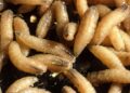 PARASIT pemakan daging manusia (screwworm) dikenal pasti di Amerika Syarikat (AS) melibatkan seorang individu di Maryland yang baru pulang dari Guatemala. - AGENSI