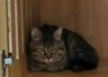 KUCING berusia tiga tahun dipanggil Coal Ball dikeluarkan daripada senarai lelongan di Yangzhou di wilayah Jiangsu pada 22 Ogos lalu.-AGENSI