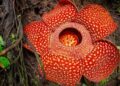 PENGGANTIAN nama Rafflesia kepada nama bunga patma tidak sesekali menggugat nama saintifiknya, iaitu Rafflesia arnoldii yang sebenarnya adalah nama Inggeris, Rafffles dan Arnold.