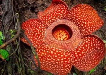 PENGGANTIAN nama Rafflesia kepada nama bunga patma tidak sesekali menggugat nama saintifiknya, iaitu Rafflesia arnoldii yang sebenarnya adalah nama Inggeris, Rafffles dan Arnold.