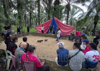 ANTARA gelanggang perjudian laga ayam yang diserbu polis di di Kampung Melayu Pandan, Johor Bahru dan Felda Bukit Aping Barat, Kota Tinggi, Johor, semalam.