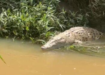 KELIBAT seekor buaya sepanjang kira-kira 1.5m sempat dirakam pemancing ketika muncul di tebing sungai di Paya Luboh, Tangga Batu, Melaka tengah hari tadi.