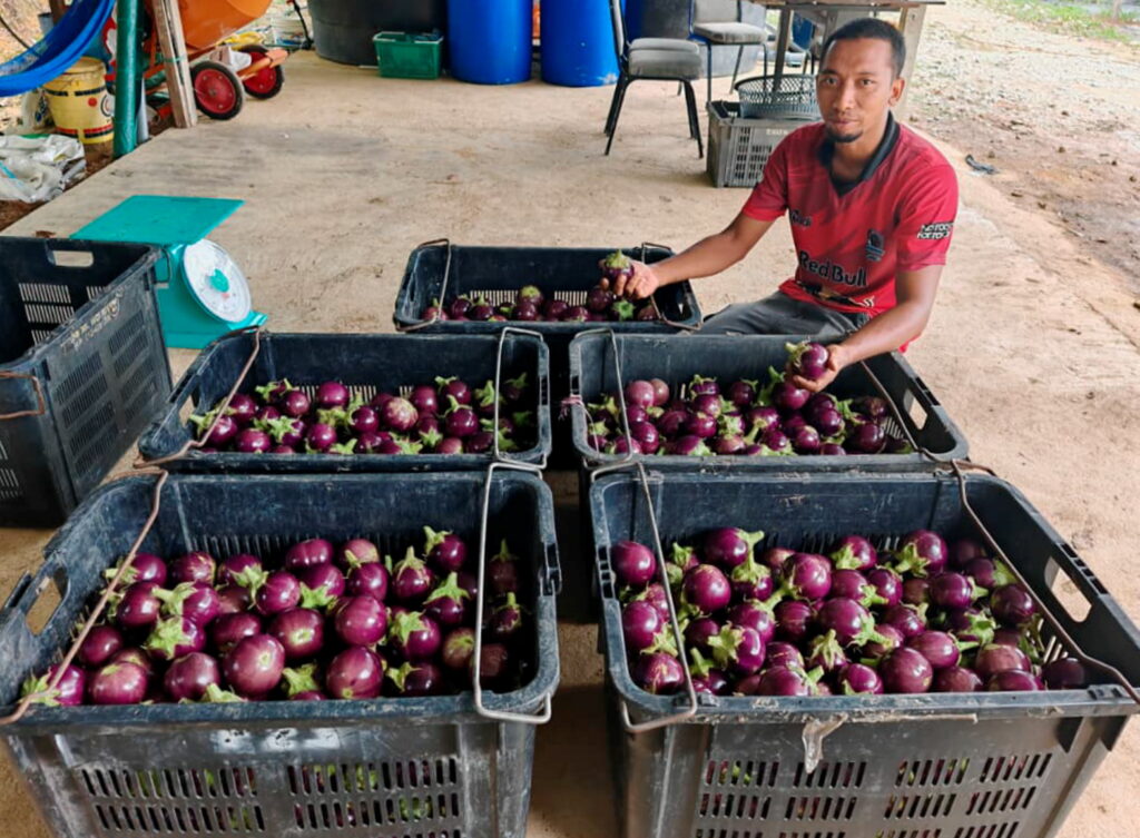 Pelaburan RM100,000 tanam terung beri pulangan lumayan 1 2ND110925 phg TekadTerung Gagal pg29