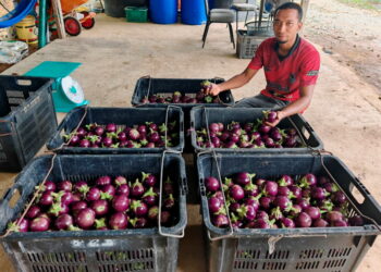 NAJMUDIN Abdul Halim bersama hasil terung yang dikutip di kebun miliknya di Kampung Bertang di Lipis, Pahang.