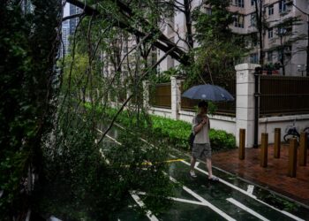 SEORANG lelaki berjalan bersebelahan pokok tumbang di Tseung Kwan O selepas Taufan Super Ragasa melanda Hong Kong, kelmarin.- AFP