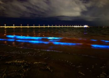 FENOMENA alga berkilau di Pantai St. Kilda, Melbourne, Australia.-AGENSI