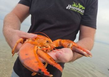 ANGGOTA penyelamat melepaskankan udang galah digelar aneh Jean-Clawed Van Damme di kawasan perairan  Long Island Sound, AS.-AGENSI