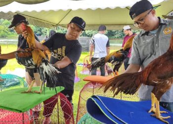 MOHD. ROSDY Mohd. (tengah) dan Hafnizan Abdul Wahab (kanan) bersama ayam ‘jangok’ masing- masing di Kampung Dusun, Hulu Terengganu, semalam. - UTUSAN/NOOR HAYATI MAMAT