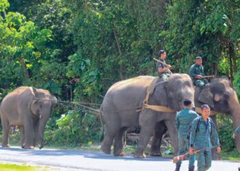 GAJAH denak Sanum dan Abot menarik gajah liar jantan dalam operasi di hutan kecil Bukit Kuantan di belakang klinik kesihatan Bandar Jerantut di Jerantut, Pahang.