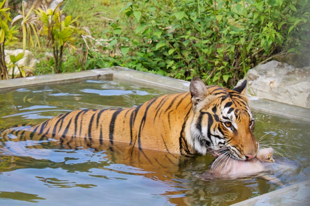 Diancam pemburu haram 1 HARIMAU MALAYA DIANCAM