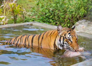 AKSI Harimau Malaya betina, Spot, ketika mengambil makanan di Pusat Konservasi Harimau Malaya (MTCC), Lanchang, Temerloh, Pahang. 
– UTUSAN/SHAIKH AHMAD RAZIF
