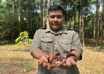 RIZUAN Shap menunjukkan biji benih keruing dan meranti yang dipetik daripada plot fenologi di PD Forest @ Sungai Menyala, Port Dickson. – UTUSAN / NOR SHAFIQAH MOHD. GHAZALI.
