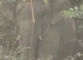 GAJAH jantan dikesan menceroboh kawasan hutan kecil Bukit Kuantan di belakang Klinik Kesihatan Jerantut di Jerantut, Pahang.