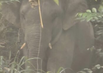GAJAH jantan dikesan menceroboh kawasan hutan kecil Bukit Kuantan di belakang Klinik Kesihatan Jerantut di Jerantut, Pahang.