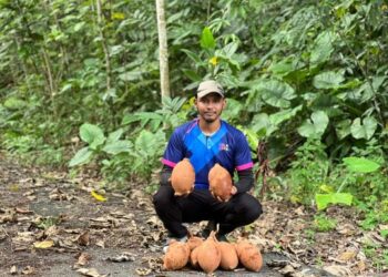 Mohamad Anas Asyraf Mohd. Shafiee menunjukkan buah kepayang yang diperoleh dengan mengait
di pokok hutan berdekatan Gua Bama, Kampung Relong, Lipis, Pahang.