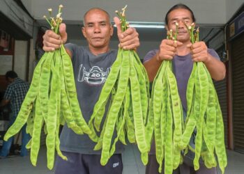NURI Ahmad (kiri) dan Rolin Sam berpengalaman lebih 20 tahun memanjat pokok petai di sekitar Kampar.