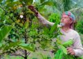 HAZIAN Hamid menunjukkan pokok kopi Perak varieti Liberica yang diusahakannya di Kampung Selarong, Pengkalan Hulu, Perak.