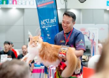 Saiz badan yang besar dengan berat 10 kilogram menjadikan Mr. Kiron antara yang menjadi perhatian di pentas pertandingan.