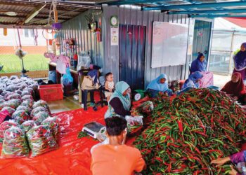 PROJEK tanaman cili Jawatankuasa Pembangunan dan Keselamatan Kampung (JPKK) Gong Sekolah di Kuala Nerus, Terengganu. – UTUSAN /ERMA YUSNIDA JUSOH