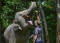 PENJAGA gajah, Ahmad Sobri Kamaruzaman, 50, sedang melatih gajah yang diberi nama ‘Dara’ di PKGK Kuala Gandah di Lanchang, Pahang.