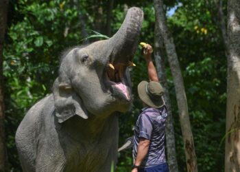 PENJAGA gajah, Ahmad Sobri Kamaruzaman, 50, sedang melatih gajah yang diberi nama ‘Dara’ di PKGK Kuala Gandah di Lanchang, Pahang.
